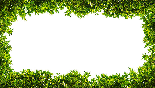 istock banyan green leaves isolated on white background 475501198