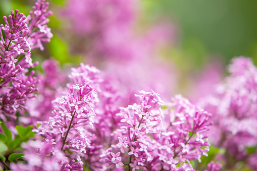 Close-up of a purple lilac bush blooming with beautiful purple flowers and bright green leaves.
