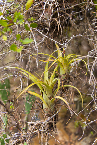 Two epiphyte bromeliads growing in a tree.