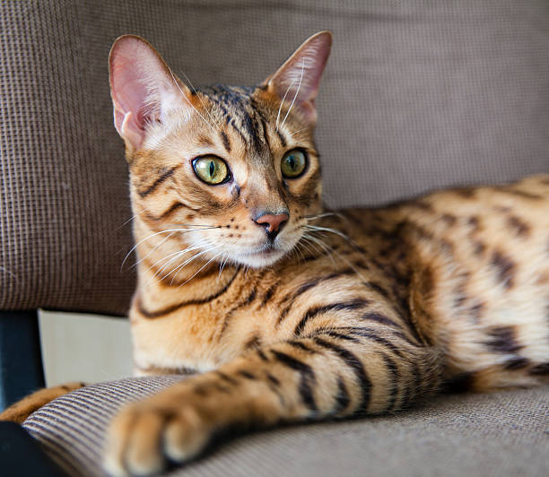 Young Bengal Cat Close-Up Portrait