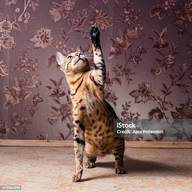 Young Bengal Cat Sitting On The Floor Stock Photo - Download Image Now - 2015, Activity, Animal