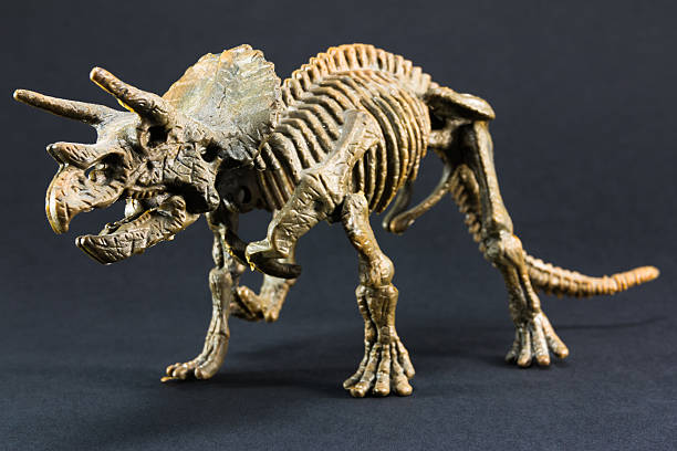 istock Triceratops fossil dinosaur skeleton model toy 475504312