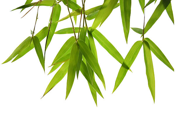 istock green bamboo leaves and branches on white background Die cutting 475504540