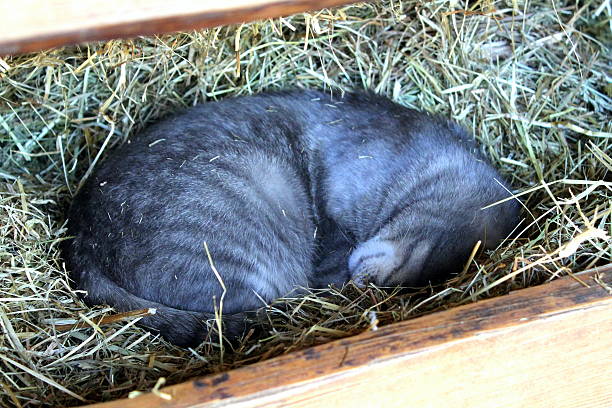gato cinzento no feno - schlafend imagens e fotografias de stock