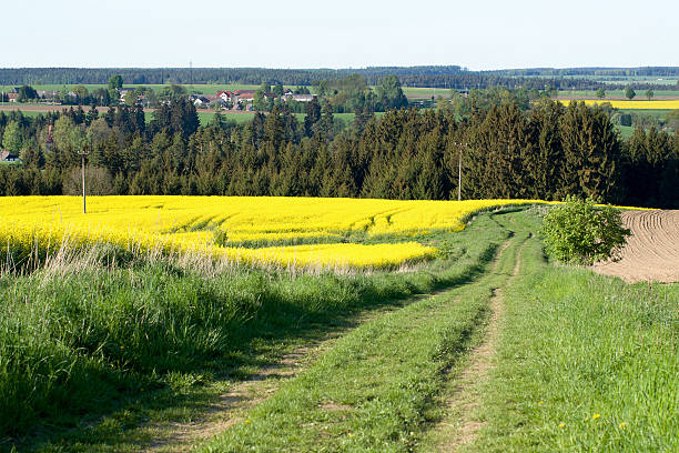 istock rural road on Beautiful spring rural landscape 475504626