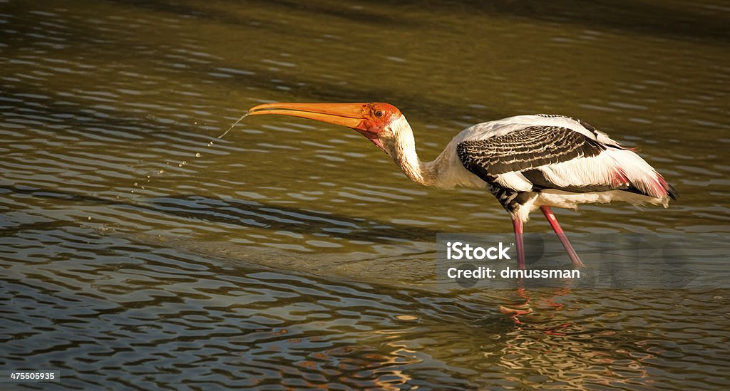 Painted stork drinking water A painted stork drinking water in Yala National Park, Sri Lanka Animal Stock Photo