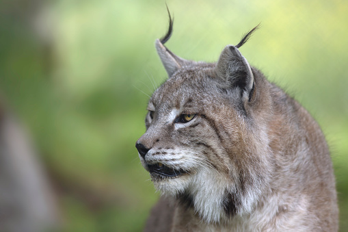 Portrait of male Eurasian lynx in green