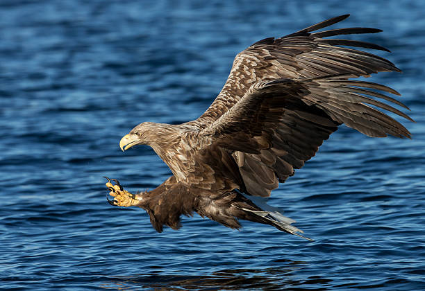 인명별 꼬리 이글 (haliaeetus albicilla) 항공편 - white tailed eagle sea eagle eagle sea 뉴스 사진 이미지