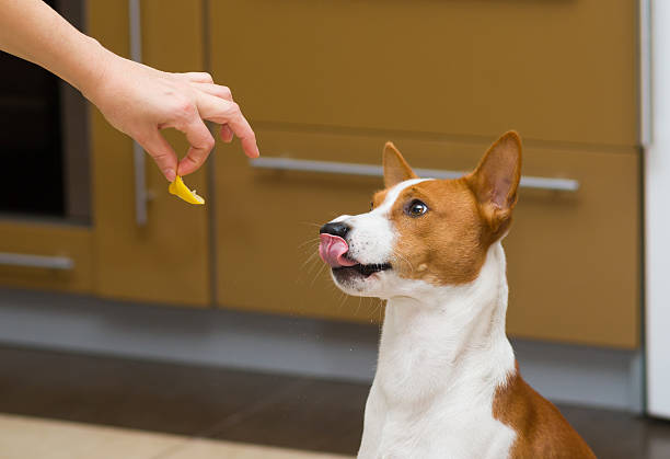 istock Strange food for young dog 475509277