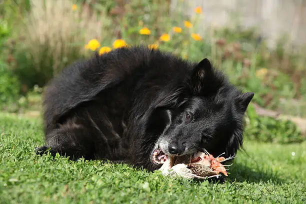 Hungry dog eating fresh fish in the garden