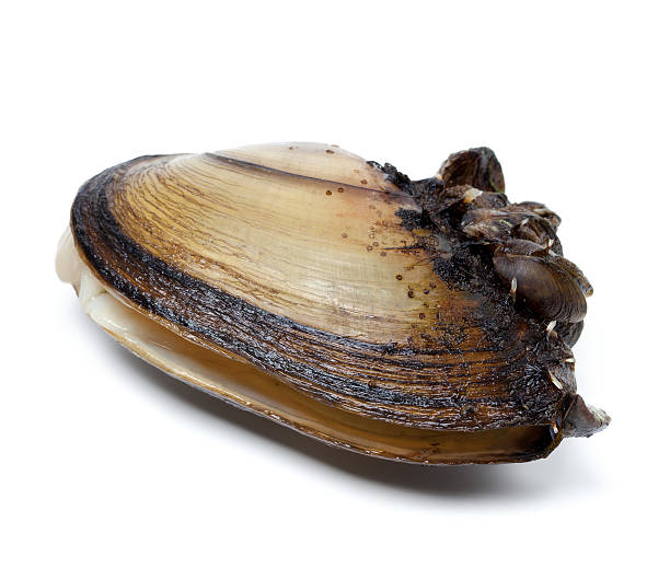 Anodonta (river mussels) covered with small mussels.Isolated on white background.