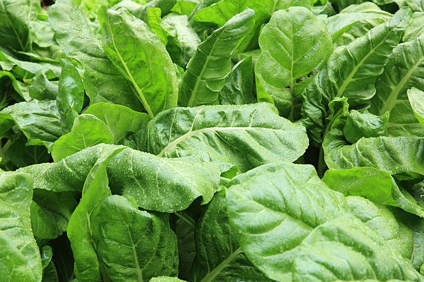 istock sliverbeet grow in vegetable garden 475511444