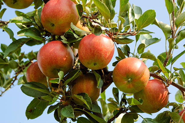 istock Ripe apples on a tree in South Tyrol 475511874