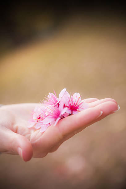 istock Cherry Blossoms in a Females Hand 475513681