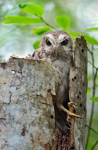 istock The Bare-legged Owl or Cuban Screech Owl (Gymnoglaux lawrencii) 475516763