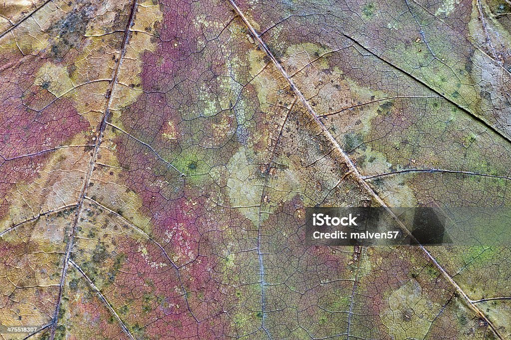 texture of the dried maple leaf abstract texture a closeup of the dried maple leaf for backgrounds Abstract Stock Photo