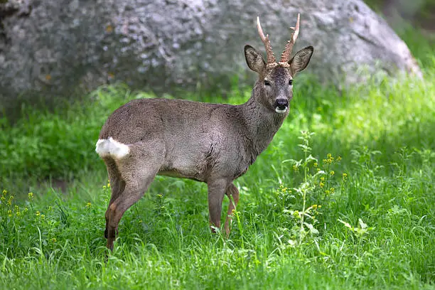 Male roe deer in green background