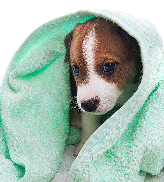 istock puppy covered with a towel 475518958
