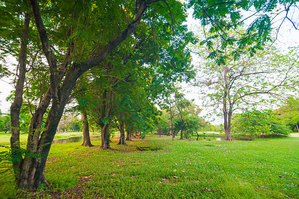 istock Green lawn in park and recreation area 475519002