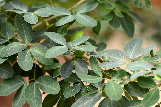istock Madras Thorn leaf Thai herb and food 475519204
