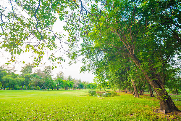 istock Beautiful green park at sunset , 475519334