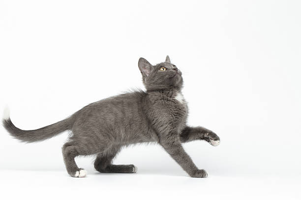 istock Playful Gray Kitty Raising Paw and Looking up on White 475519386