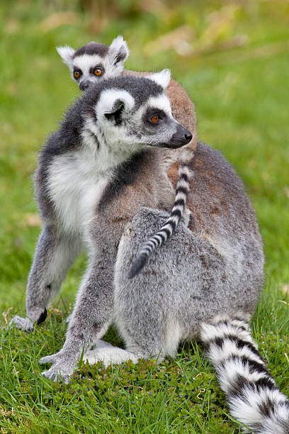 istock Ring Tailed Lemur Mother with Baby 475519418
