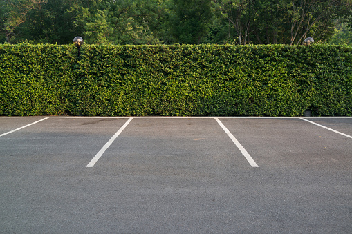 Empty asphalt car park with green foliage wall and trees in the background.