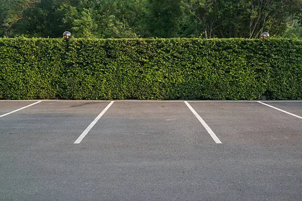 Empty asphalt car park with green foliage wall and trees in the background.