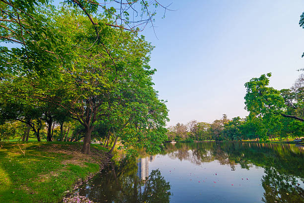 istock Beautiful green park tree and swamp 475520270