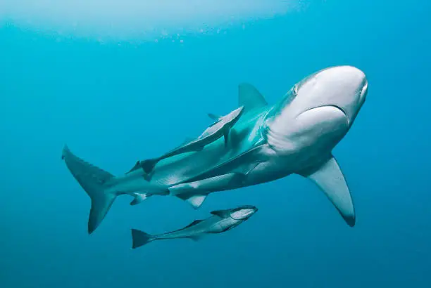 Photo of Shark & Remoras