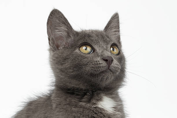 istock Closeup Gray Kitty Looking Up on White 475523578