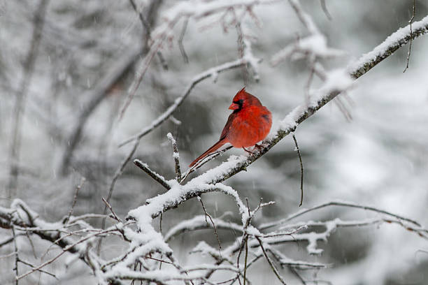 istock Male cardinal perched on a snowy branch 475524489