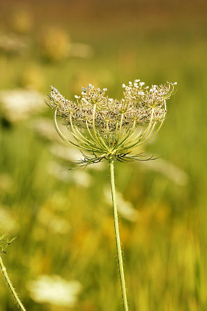istock wildflower spring season nature background 475526129