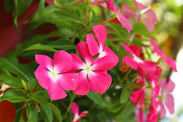 istock Pink orchids in the nature at the park 475526260