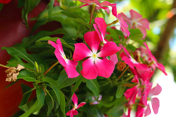istock Pink orchids in the nature at the park 475526262