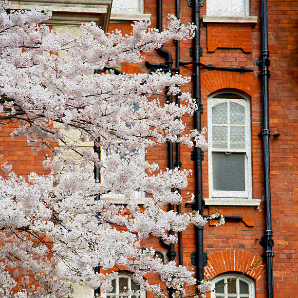 istock tree  window in europe london  red brick wall     and      histo 475526310