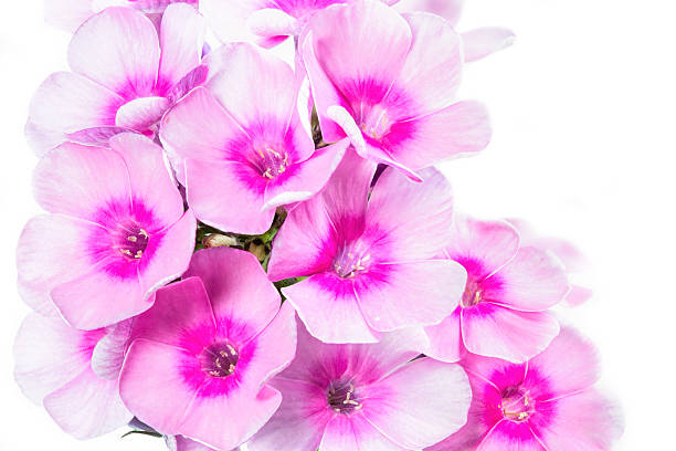 istock Blooming Phlox paniculata flowers 475526501