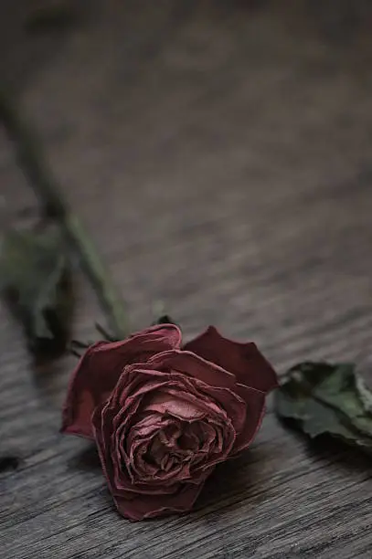 withered red rose on wooden floor in dark light. 