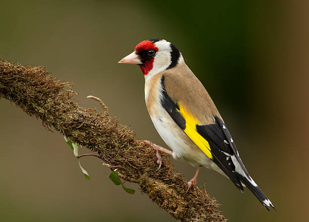 pinzón dorado europea (carduelis carduelis) - jilguero fotografías e imágenes de stock