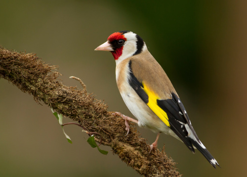 Goldfinch on a perch in the Autumn, garden wildlife photography in England