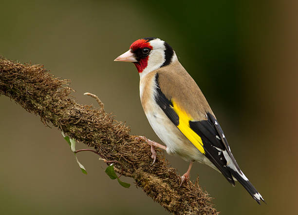 European Goldfinch (Carduelis carduelis) Goldfinch on a perch in the garden, England gold finch photos stock pictures, royalty-free photos & images