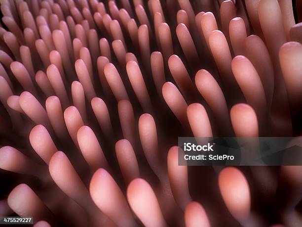 Colon Villi Stock Photo - Download Image Now - Villus, Anatomy, Biology