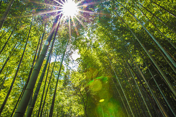 istock Arashiyama Bamboo Grove, Kyoto, Japan 475529334