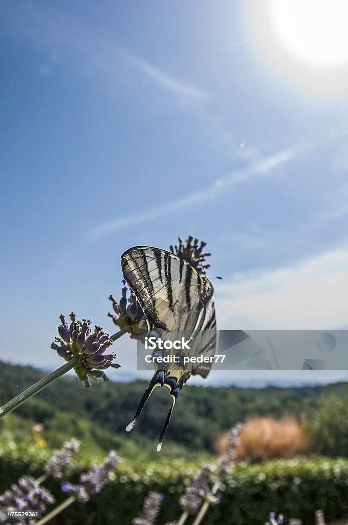 Butterfly on lavender Beautiful butterfly on lavender in Tuscany, Italy Beauty In Nature Stock Photo