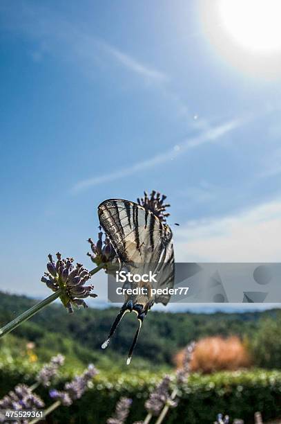 Butterfly On Lavender Stock Photo - Download Image Now - Beauty In Nature, Butterfly - Insect, Cloud - Sky