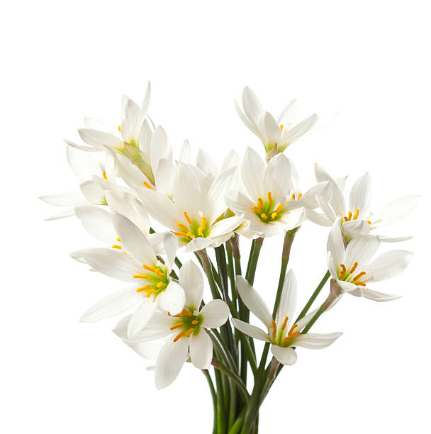 le calle - zephyranthes lily foto e immagini stock