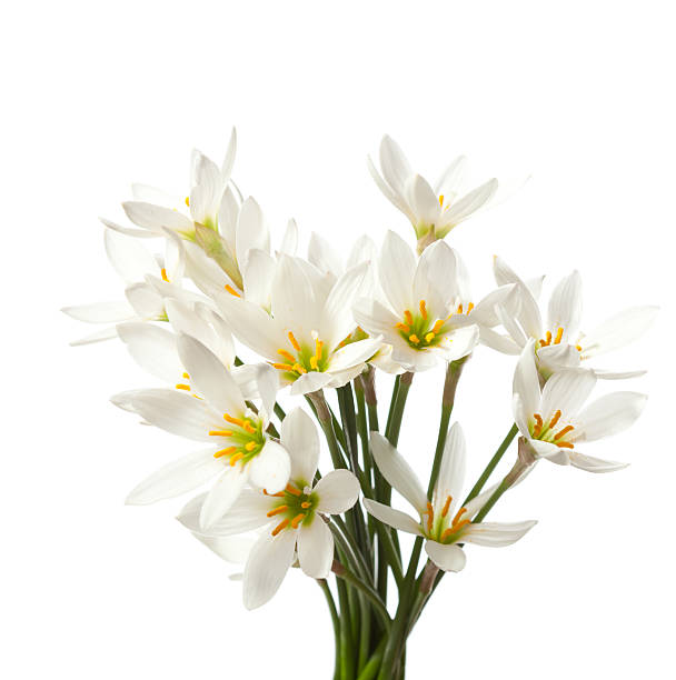 lilies lilies isolated on a white background. white rain lily (zephyranthes candida) white rain lily stock pictures, royalty-free photos & images