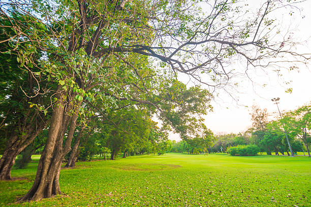 istock Green field city park, Beautiful lawn 475529472