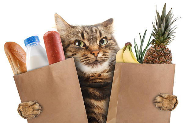 istock Funny cat in the store 475529956